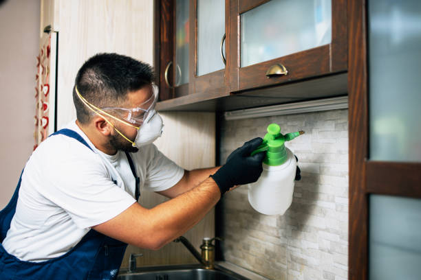 Wasp Removal Services in White Hall, IL