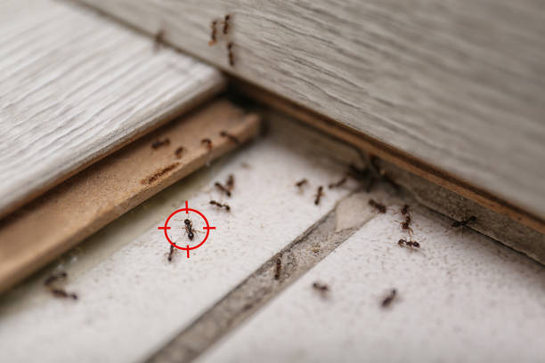 Best Flea Control Services  in White Hall, IL
